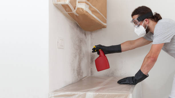 Professional Basement Mold Remediation technician working in Loganton, PA