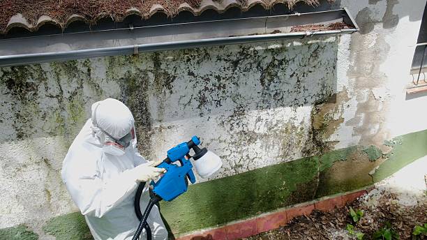 Top rated local Basement Mold Remediation specialists in Loganton, PA